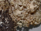 Sparassis crispa image