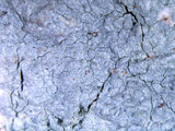 Loxospora pustulata image