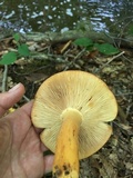 Lactarius volemus image