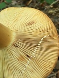 Lactarius volemus image