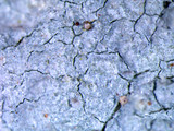 Loxospora pustulata image