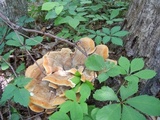 Bondarzewia berkeleyi image