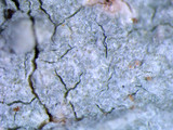 Loxospora pustulata image