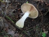 Armillaria gallica image