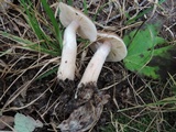 Armillaria solidipes image