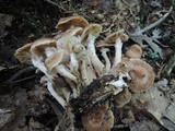 Armillaria solidipes image