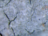 Loxospora pustulata image