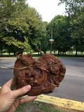 Ganoderma sessile image