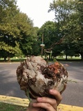 Ganoderma sessile image
