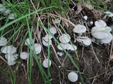 Entoloma abortivum image