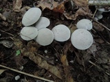 Entoloma abortivum image