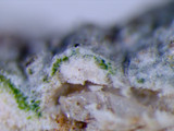 Loxospora pustulata image