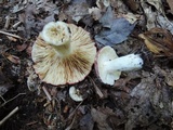 Russula vinacea image