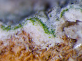 Loxospora pustulata image