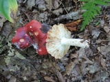 Russula vinacea image