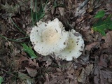 Russula inopina image