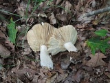 Russula inopina image