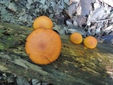 Gymnopilus liquiritiae image