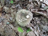 Russula cyanoxantha image
