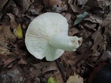 Russula cyanoxantha image