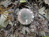 Russula cyanoxantha image