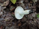 Russula cyanoxantha image
