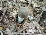 Russula cyanoxantha image