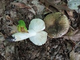 Russula cyanoxantha image