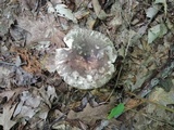 Russula cyanoxantha image