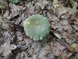 Russula cyanoxantha image