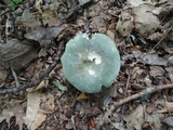 Russula cyanoxantha image