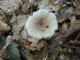 Lactarius cinereus image