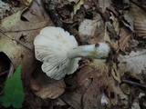 Lactarius cinereus image