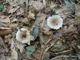 Lactarius cinereus image