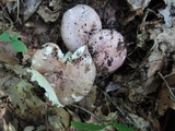 Russula cyanoxantha image