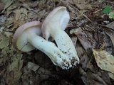 Russula cyanoxantha image