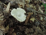 Melanoleuca strictipes image
