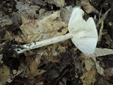 Melanoleuca strictipes image
