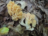 Ramaria formosa image