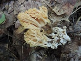 Ramaria formosa image