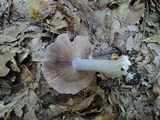 Cortinarius alboviolaceus image