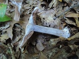 Cortinarius alboviolaceus image