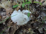 Cortinarius alboviolaceus image