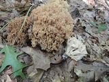 Ramaria pallida image