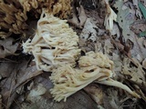 Ramaria pallida image