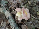 Tricholomopsis rutilans image