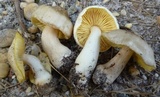 Entoloma luridum image