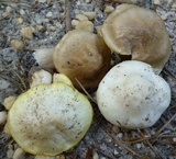 Entoloma luridum image