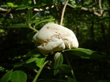 Exobasidium vaccinii image