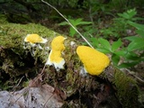 Fuligo septica image